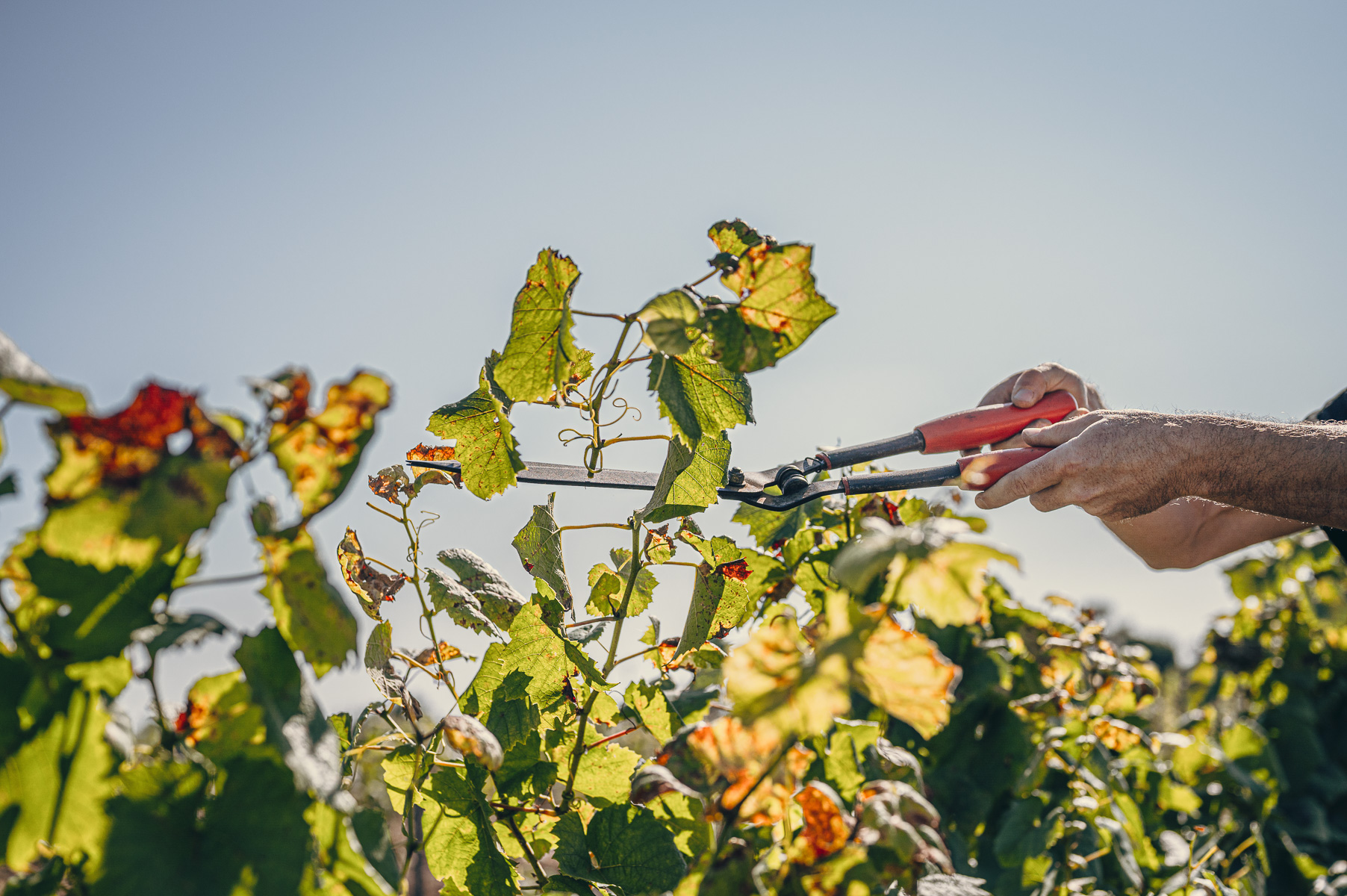Nous recrutons, Domaine Gadais Père &amp; Fils